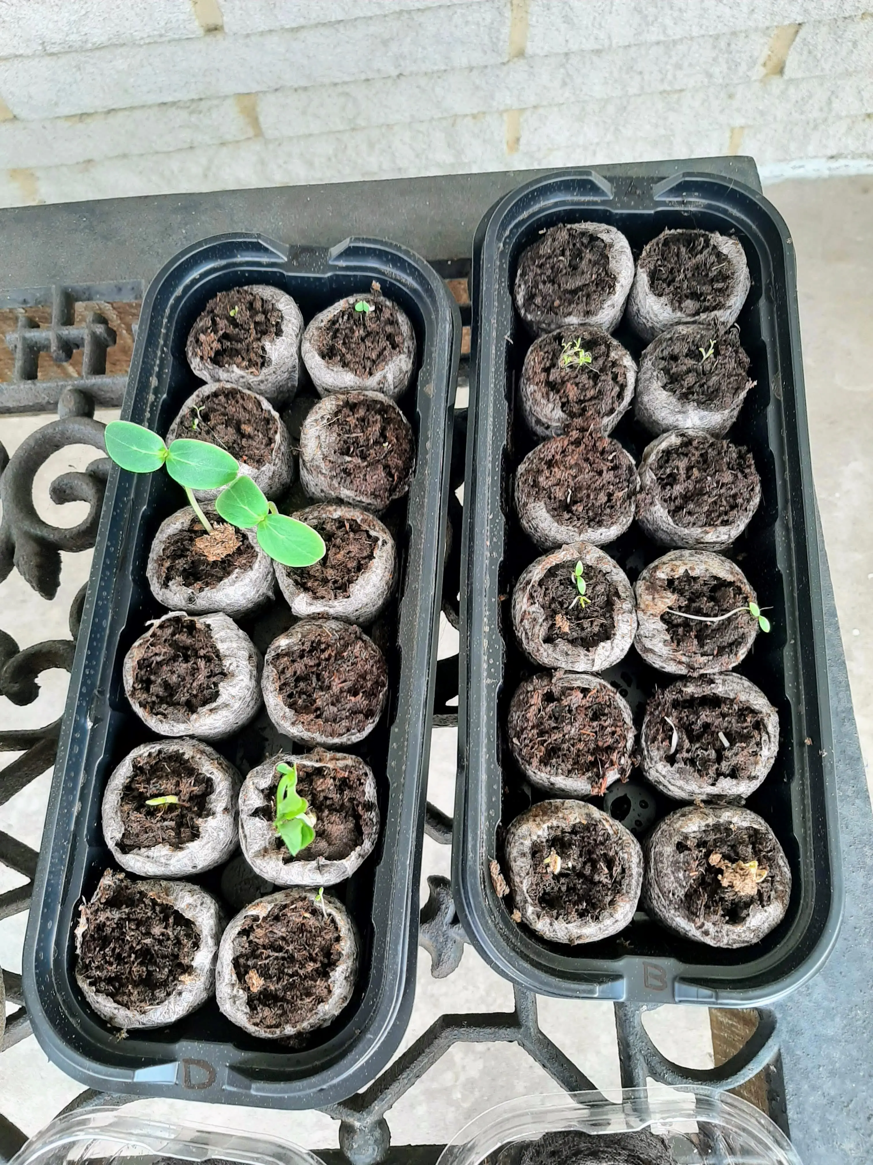 How to Use Jiffy Peat Pellets